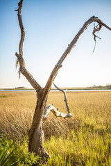 Dead tree on the marsh