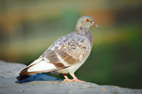 City bird dove, close-up, selective focus.