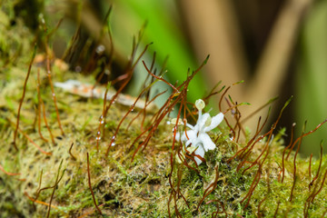 Amazing photo of growing of blooming moss - macro shot - closeup