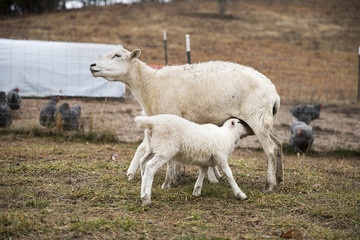 Obraz premium Mother Goat nursing baby lamb