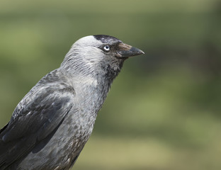 Jackdaw