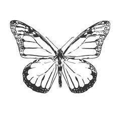 Illustration of butterfly with open wings, top view