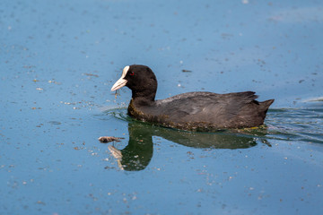 Eurasian coot, waterfowl