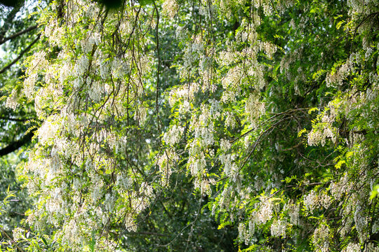 Weeping tree in blossom