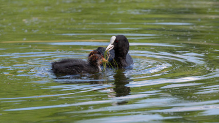 Mother and chicks. Eurasian coot, waterfowl