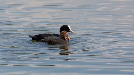 Mother and chicks. Eurasian coot, waterfowl