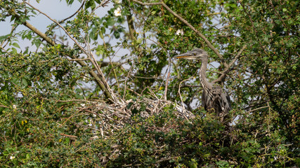 Grey Heron, nesting