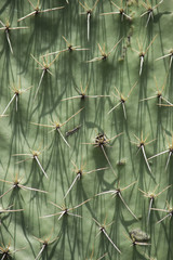espinas de nopal 