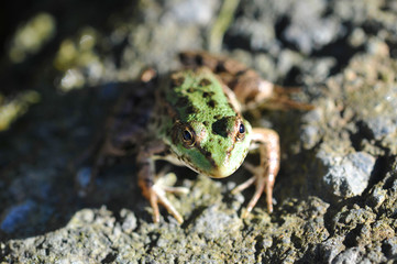 young and green lake frog basking on a rock