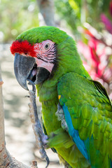 parrots