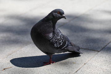Dove