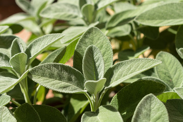 Obraz premium Salvia