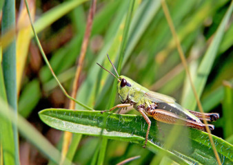 Green grasshoper on the green leaf. Behind him is green grass. It is situated on the field or meadow in Czech republic in Europe.