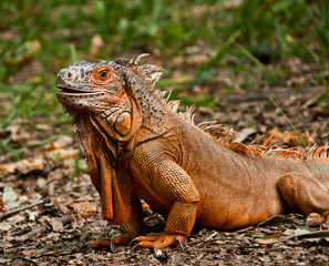 The portrait of iguana