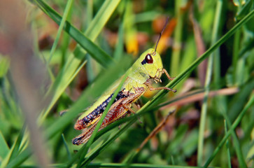 Green grasshoper on the green leaf. Behind him is green grass. It is situated on the field or meadow in Czech republic in Europe.