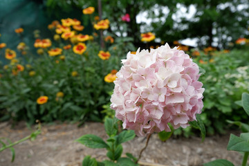 A bright flower of a pink hydrangea in a flower garden. A delicate flower for greeting cards.