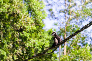 Background with Monkey or Dusky Langur sitting on wire in the rainforest, Langkawi, Malaysia