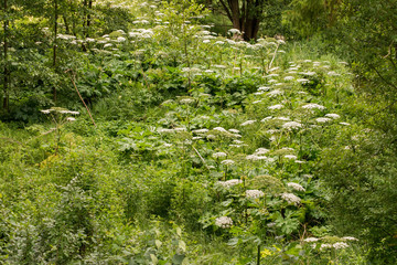 Barszcz Sosnowskiego, Heracleum sosnowskyi