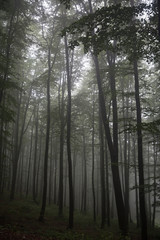 Foggy forest with beech, fir and pine. Rainy weather. National part reservation.