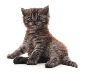 Obraz premium Gray sitting kitty.