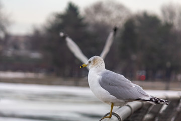 Seagull at Corona Park