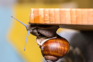 Large grape snail crawls on board
