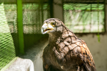birds