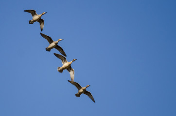 Four Gadwall Flying in a Blue Sky
