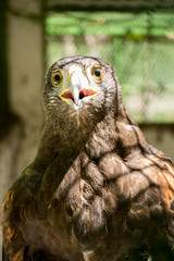 birds