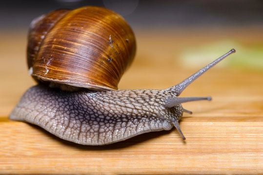 Large grape snail crawls on board