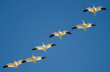 Flock of Snow Geese Flying in a Blue Sky