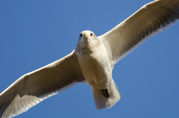Close Look at a Ring-Billed Gull in Flight