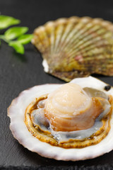 ホタテ貝
