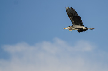 Fototapeta na wymiar Great Blue Heron Flying in a Blue Sky