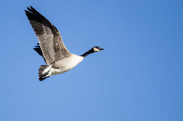 Canada Goose Flying in a Blue Sky