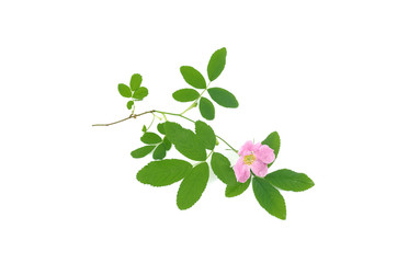 Dogrose tree branch with green leaves and flower isolated on white background.