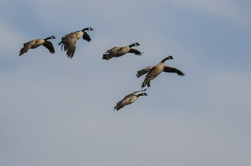Flock of Canada Geese Coming in for Landing in a Blue Sky
