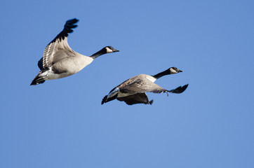Obraz premium Two Canada Geese Flying in a Blue Sky
