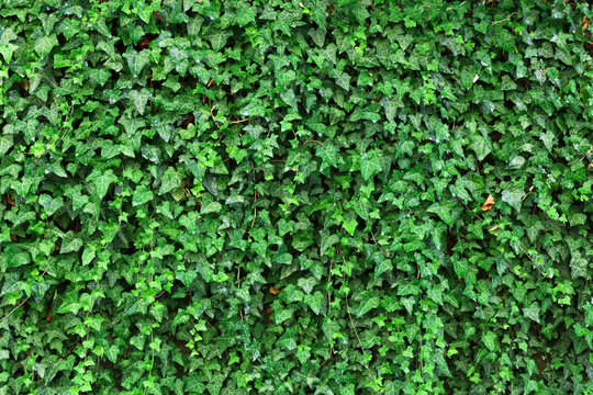 Climbing ivy plant Hedera helix background