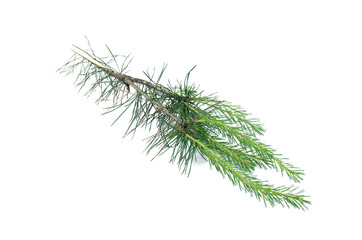 Green pine spruce tree branch isolated on white background.