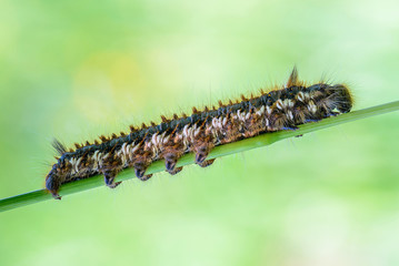 Hairy caterpillar of butterfly bombyx