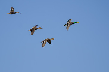 Flock of Mallard Ducks Flying in a Blue Sky