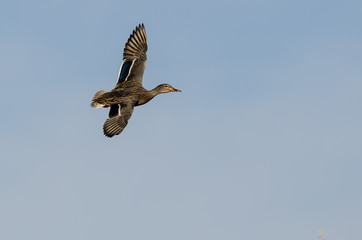 Mallard Duck Flying in a Blue Sky