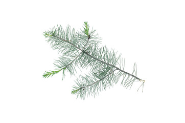 Green pine spruce tree branch isolated on white background.