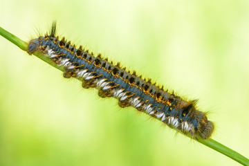 Hairy caterpillar of butterfly bombyx