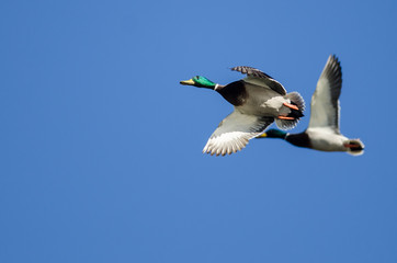 Mallard Duck Flying in a Blue Sky