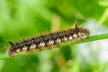 Hairy caterpillar of butterfly bombyx