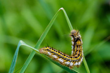 Caterpillar of butterfly bombyx