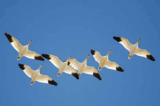 Flock of Snow Geese Flying in a Blue Sky