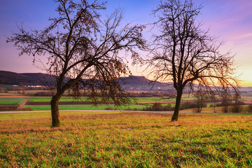Fototapeta na wymiar Obstbäume mit dem Berg Walberla im Hintergrund